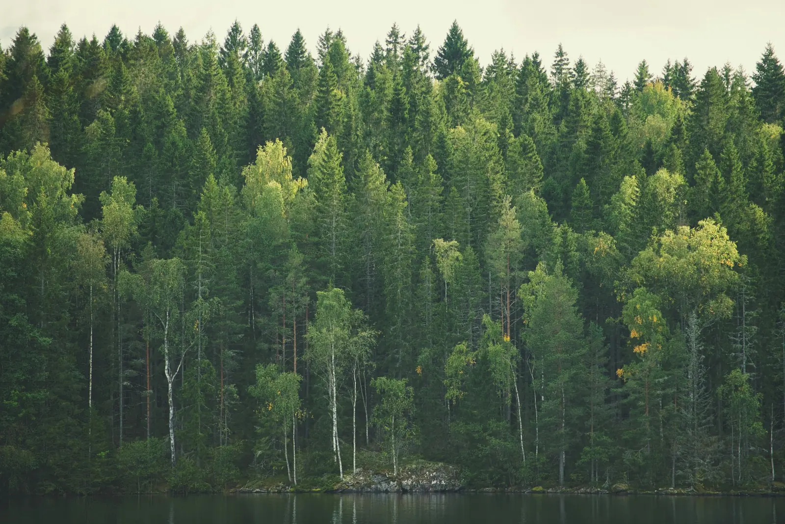 Blandskog av gran och björk vid en sjö